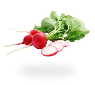 Radish